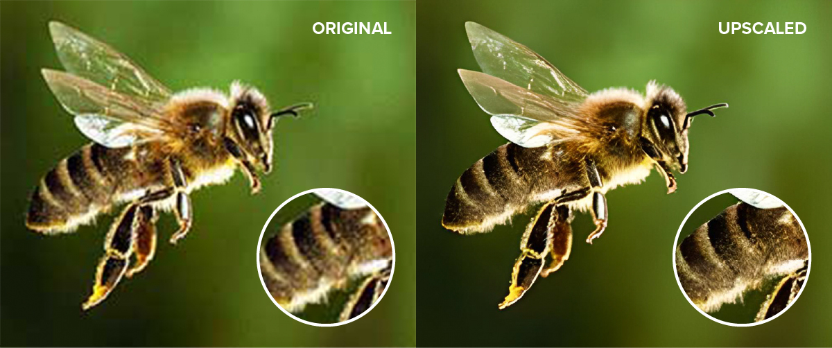 Comparison of an upscaled image of a bee using artificial intelligence.
