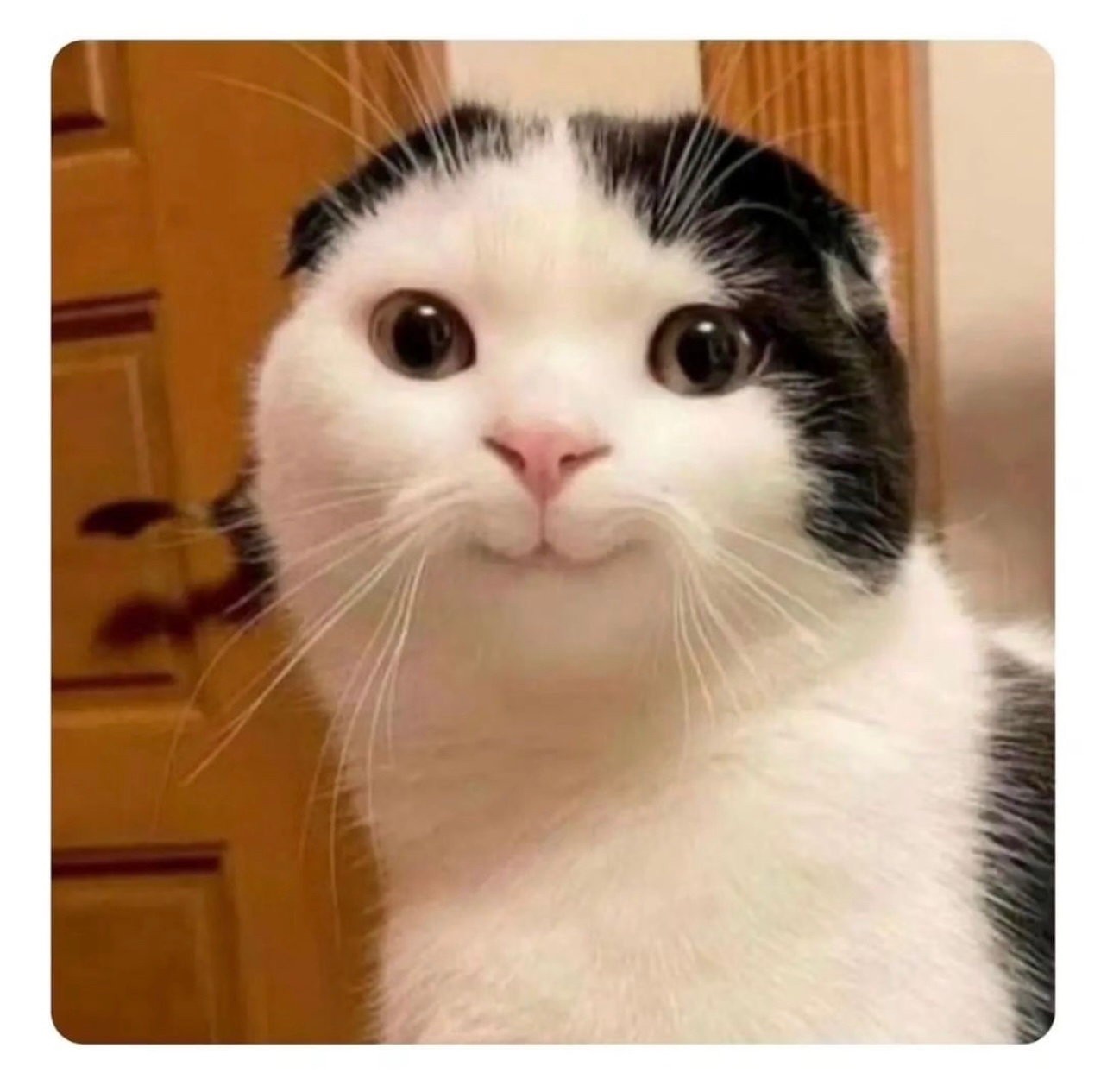 Meme of a cat awkwardly smiling.